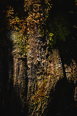 포토 JPG 해외이미지 나무 산업 잎 자연 독일 이끼 사람없음 목재 초록색 환경 화장품 산책 거친 숲 피부 원예 질감 나무껍질 서식지 옛날 막 해외202309 해외포토 식물 유럽 컬러 재료 휴식 취미 신체부위 뷰티 껍질 생태계 파일형식