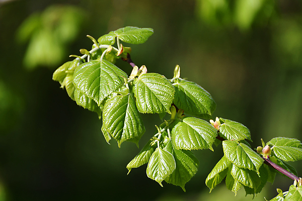 포토 JPG 해외이미지 나무 식물 계절 공원 백그라운드 잎 자연 풍경 사람없음 야외 초록색 빛 햇빛 뷰티 정원 맑음 봄 나뭇가지 숲 라임 강렬 해외202309 해외포토 공공시설 컬러 과일 날씨 태양 생태계 파일형식
