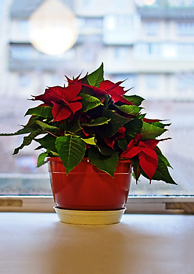포토 JPG 해외이미지 식물 전통 계절 꽃잎 꽃 별 화분 화초 백그라운드 잎 크리스마스 겨울 꽃무늬 창문 자연 휴가 새로움 새해 실내 선물 사람없음 장식 빨간색 초록색 컬러풀 뷰티 정원 축제 놀람 축하 신선 냄비 12월 심볼 포인세티아 떠남 해외202309 해외포토 자연요소 기념일 감정 컬러 컨셉 무늬 모션 표정 내부 날짜 솥 생태계 파일형식