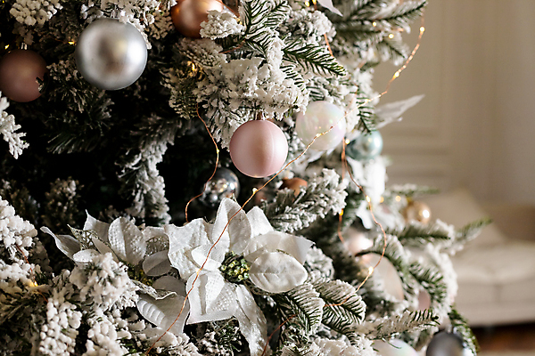 포토 JPG 해외이미지 나무 전통 디자인 계절 행복 별 리본 컬러 크리스마스 겨울 공 휴가 새해 주택 기념 선물 사람없음 내부 장식 빨간색 빛 장난감 뷰티 세일 축제 화환 장식볼 흰색 나뭇가지 축하 소나무 신용카드 황금 12월 질감 해피뉴이어 전나무 마케팅 해외202309 해외포토 자연요소 식물 기념일 꽃 감정 컨셉 건물 금융 새해인사 날짜 파일형식