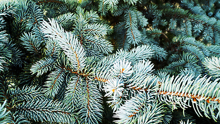 포토 JPG 해외이미지 나무 식물 전통 디자인 계절 포스터 백그라운드 컨셉 잎 크리스마스 겨울 패턴 자연 벽지 추상 휴가 새로움 프레임 사람없음 장식 초록색 크리스마스트리 나뭇가지 축하 인사 소나무 신용카드 숲 연도 심볼 질감 브런치 상록수 침엽수 전나무 내추럴 엘리먼트 가문비나무 해외202309 해외포토 기념일 컬러 무늬 금융 식사 예절 생태계 파일형식