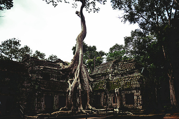 포토 JPG 해외이미지 나무 아시아 문화 여행 불교 건축양식 동양인 사람없음 야외 건물 환경 세계문화유산 바위 사찰 역사 재산 숲 폐허 뿌리 내추럴 고고학 랜드마크 명승지 옛날 해외202309 해외포토 식물 건축물 교육 건축 나라 종교 종교건축 인종 풍경 금융 문화재 돌_바위 파일형식