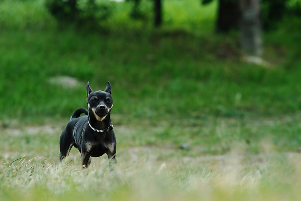 포토 JPG 해외이미지 동물 1 디자인 응시 공원 행복 얼굴 컬러 백그라운드 포유류 자연 잔디 사람없음 야외 장식 초록색 여름 반려동물 장난감 갈색 검은색 흰색 아기 닫기 개 강아지 작음 테리어 귀 송곳니 고립 기르기 러시아인 유래 순혈 해외202309 해외포토 서양인 식물 시선 계절 공공시설 감정 모션 사람 신체부위 치아 크기 생태계 돌봄 파일형식