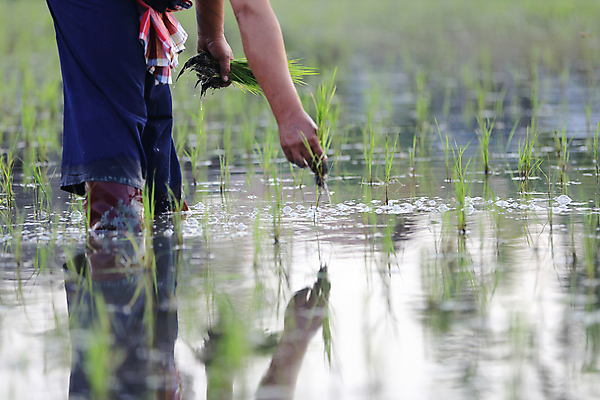 포토 JPG 해외이미지 손 한명 성인 신체부위 새싹 하반신 성장 쌀 농부 모내기 논밭 심기 성인한명만 해외포토 식물 직업 1 밭 농업 모션 곡류 논 사람 성인만 파일형식