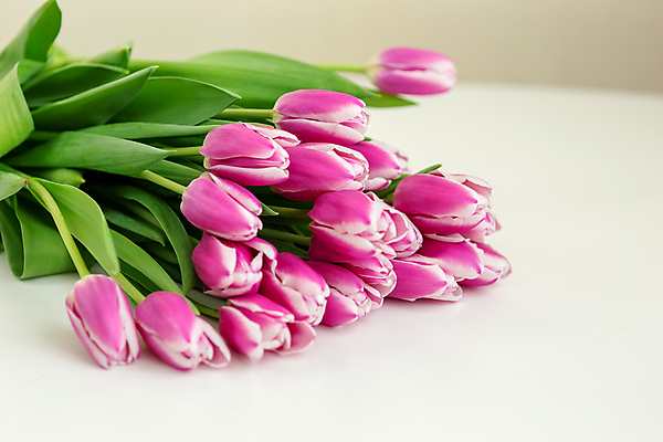 포토 JPG 해외이미지 식물 디자인 계절 꽃잎 꽃 분홍색 컬러 꽃다발 백그라운드 잎 꽃무늬 자연 휴가 선물 사랑 사람없음 장식 초록색 빛 컬러풀 햇빛 뷰티 우주 놀람 봄 낭만 튤립 벚꽃 흰색 축하 신선 생일 닫기 다발 오브젝트 아로마 고립 스타일 카피스페이스 해외202309 해외포토 기념일 감정 컨셉 무늬 모션 표정 태양 공백 생태계 파일형식