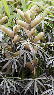 포토 JPG 해외이미지 나무 식물 계절 꽃 음식 컬러 백그라운드 밭 농업 자연 하늘 건강 풍경 사람없음 야외 가로 초록색 파란색 농작물 농장 농경지 노란색 환경 맑음 봄 수확 시골 신선 닫기 호주 땅바닥 방목장 수목 유칼립투스 해외202309 해외포토 산업 모션 날씨 바닥 오세아니아 생태계 파일형식