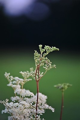 포토 JPG 해외이미지 식물 꽃 백그라운드 자연 사람없음 야외 초록색 농장 환경 벚꽃 흰색 개화 허브 밭일 카피스페이스 해외202309 해외포토 컬러 농업 공백 생태계 파일형식