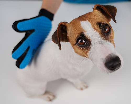 포토 JPG 해외이미지 손 장갑 신체부위 뷰티 귀여움 이발 빗질 잭러셀테리어 해외202309 해외포토 잡화 컨셉 모션 사람 테리어 파일형식