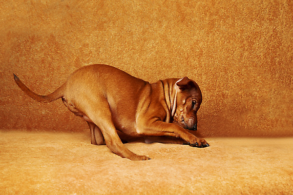 포토 JPG 해외이미지 동물 1 라이프스타일 행복 장난 가족 놀이 주택 실내 앉기 사람없음 반려동물 소파 갈색 가축 방 침대 개 강아지 작음 부드러움 생강 돌봄 해외202309 해외포토 감정 컬러 가구 채소 의자 포유류 관계 모션 내부 건물 생활 감각 크기 파일형식