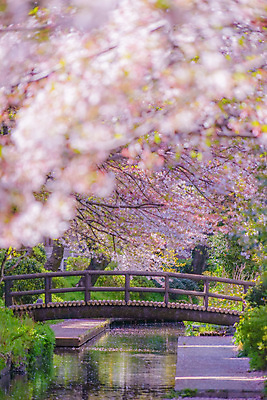 포토 JPG 해외이미지 꽃잎 사람없음 강 반사 봄 벚꽃 수면 벚나무 소프트포커스 풀숲 카나가와 해외202309 해외포토 나무 계절 꽃 촬영기법 물 일본 숲 파일형식