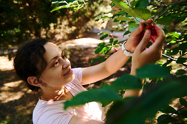 포토 JPG 해외이미지 나무 여자 열매 농업 과일 비즈니스 사다리 한명 야외 초록색 농장 정원 모임 수확 성장 농촌 시골 신선 인스턴트 농부 과수원 수집 유기농 원예 건강식 뒤뜰 밭일 숙성 원예사 화창 카피스페이스 해외202309 해외포토 식물 직업 1 웰빙 산업 음식 컬러 날씨 사람 취미 공백 도구 파일형식