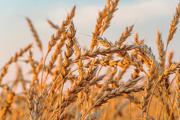 포토 JPG 해외이미지 식물 계절 밭 농업 아침 건강 옥수수 씨앗 사람없음 농작물 햇빛 태양 농장 농경지 일출 농사 목장 모임 수확 농촌 시골 농부 낟알 땅 밀 보리 밀가루 밭일 숙성 호밀 세련 귀리 해외202309 해외포토 주간 자연요소 직업 산업 곡류 노을 가루 파일형식