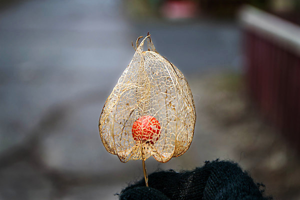 포토 JPG 해외이미지 식물 계절 열매 음식 컬러 백그라운드 단풍 다이어트 토마토 오렌지 과일 자연 디저트 건강 사람없음 컬러풀 노란색 껍질 흰색 신선 황금 달콤 맛 작음 망토 11월 자르기 먹기 질감 날것 고립 구스베리 땅바닥 숙성 이국적 페루 해외202309 해외포토 컨셉 잎 채소 모션 바닥 날짜 남아메리카 크기 생태계 파일형식