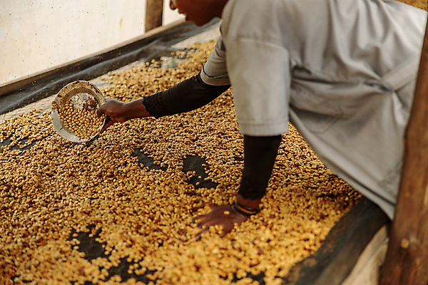 포토 JPG 해외이미지 식물 배너 여자 열매 산업 커피 흑인 백그라운드 잎 농업 과일 아프리카 자연 노동자 콩 실내 한명 빨간색 초록색 농장 정원 성장 흰색 신선 수집 유기농 날것 인도네시아 꿀 브라질 고립 르완다 방법 생태학 숙성 아라비카 에티오피아 카페인 해외202309 해외포토 서양인 직업 1 웰빙 교육 나라 아시아 음료 컬러 곡류 사람 내부 남아메리카 생태계 파일형식