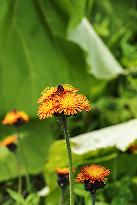 포토 JPG 해외이미지 식물 꽃잎 꽃 잎 꽃무늬 밭 자연 해바라기 사람없음 태양 뷰티 노란색 정원 봄 벚꽃 민들레 데이지 해외202309 해외포토 자연요소 계절 컬러 무늬 농업 생태계 파일형식