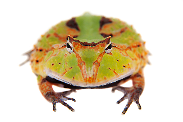 포토 JPG 해외이미지 동물 1 응시 야생동물 백그라운드 오렌지 파충류 자연 뿔 종류 개구리 양서류 사람없음 초록색 반려동물 뷰티 갈색 노란색 우주 검은색 흰색 점 화려 달콤 비만 싱글 생물학 공상 멸종 무거움 남쪽 아르헨티나 고립 이국적 해외202309 해외포토 시선 교육 컬러 컨셉 과일 남아메리카 무게 맛 방향 몸매 생태계 파일형식