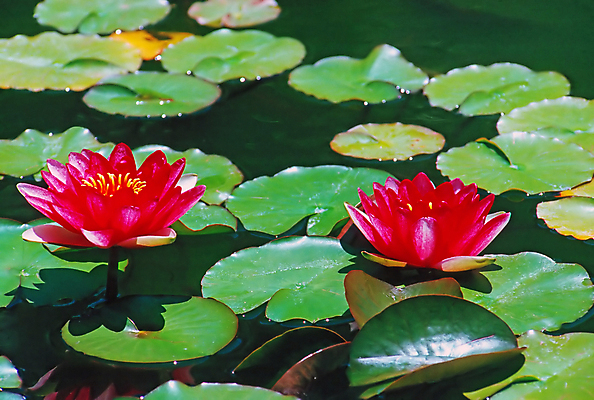 포토 JPG 해외이미지 식물 꽃 자연 사람없음 정원 연못 닫기 캘리포니아 해외202309 해외포토 모션 미국 생태계 파일형식
