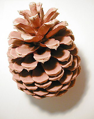 포토 JPG 해외이미지 자연 실내 씨앗 사람없음 하이앵글 소나무 황금 흰배경 원뿔 항공촬영 해외202309 해외포토 도형 나무 식물 뷰포인트 백그라운드 내부 흰색 생태계 파일형식