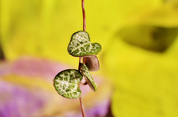 포토 JPG 해외이미지 스튜디오촬영 식물 화초 잎 자연 실내 사람없음 앞모습 장식 초록색 성장 나뭇가지 덩굴 상록수 다육식물 카피스페이스 해외202309 해외포토 나무 뷰포인트 컬러 내부 공백 생태계 파일형식
