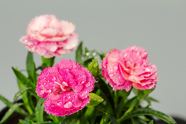 포토 JPG 해외이미지 식물 꽃잎 꽃 컬러 꽃다발 잎 꽃무늬 패턴 밭 농업 자연 사람없음 야외 장식 초록색 컬러풀 뷰티 정원 성장 벚꽃 신선 개화 그룹 카네이션 원예 내추럴 해외202309 해외포토 산업 무늬 취미 생태계 파일형식