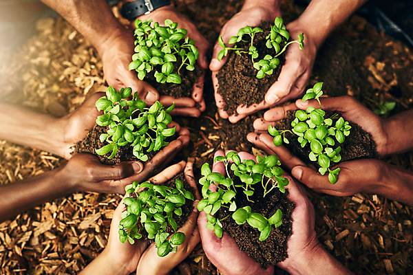 포토 JPG 해외이미지 손 들기 신체부위 하이앵글 새싹 자연보호 희망 흙 성장 손모으기 해외202309 해외포토 식물 감정 뷰포인트 모션 자연 사람 손짓 보호 파일형식