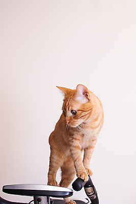 포토 JPG 해외이미지 동물 1 장난 포유류 놀이 주택 털 사람없음 반려동물 뷰티 귀여움 디지털 자전거 검은색 고양이 힘 장비 전선 게임 아기 닫기 플러그 연결 작음 큼 모피 철사 토막 관심 깨짐 돌봄 해외202309 해외포토 컬러 컨셉 모션 사람 건물 바이크 크기 파일형식