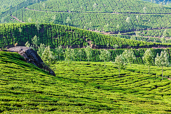 포토 JPG 해외이미지 주간 나무 식물 아시아 여행 밭 농업 자연 동양인 풍경 사람없음 야외 농작물 농장 여행객 침묵 닫기 차 인도인 언덕 랜드마크 케랄라주 해외202309 해외포토 자연요소 외국인 나라 산업 음료 모션 사람 인종 소리 인도_나라 생태계 파일형식