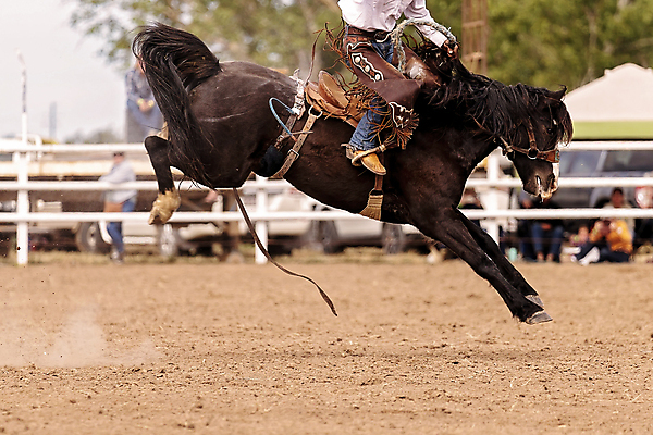 포토 JPG 해외이미지 동물 남자 밧줄 스포츠 포즈 모션 부츠 이벤트 사람없음 달러 점프 가축 경쟁 경기장 공연 시골 자신감 거친 승마 카우보이 호주 승차 주식 위험 속도 먼지 안장 로데오 라이더 서쪽 어려움 오지 해외202309 해외포토 감정 줄 신발 컨셉 돈 스포츠시설 사람 금융 오세아니아 방향 파일형식
