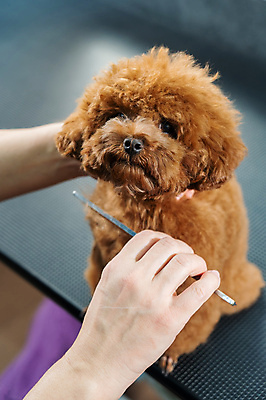 포토 JPG 해외이미지 손 신체부위 뷰티 귀여움 이발 푸들 빗질 다듬기 애견빗 해외202309 해외포토 컨셉 모션 사람 개 애견용품 파일형식