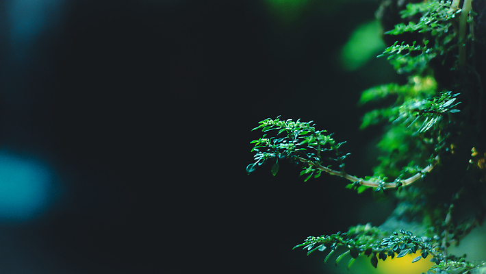 포토 JPG 해외이미지 나무 식물 디자인 공원 벽 컬러 백그라운드 잎 패턴 자연 벽지 표면 추상 이끼 풍경 사람없음 야외 장식 초록색 여름 빛 뷰티 환경 정원 흙 봄 젖음 성장 바위 나뭇가지 신선 숲 수분 묘사 질감 내추럴 옛날 해외202309 해외포토 계절 공공시설 무늬 돌_바위 생태계 파일형식