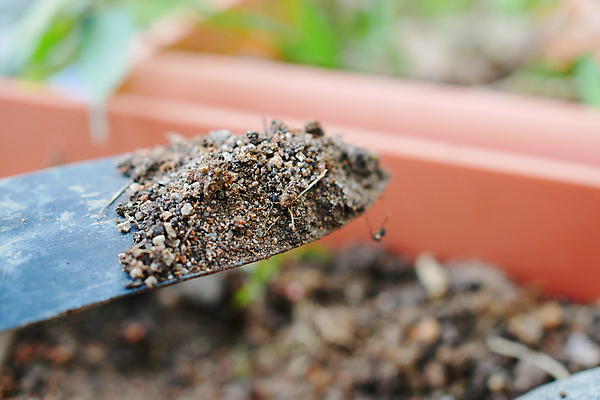 포토 JPG 해외이미지 식물 계절 자연 탁자 씨앗 사람없음 목재 초록색 농사 봄 장비 물뿌리개 성장 흰색 도구 공구 업무 배열 삽 원예 돌봄 수목 해외202309 해외포토 나무 컬러 가구 농업 재료 모션 취미 작업 생태계 파일형식