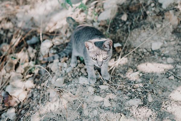 포토 JPG 해외이미지 장난 포옹 발 수염 턱시도 사람없음 호기심 부드러움 얼룩무늬 솜털 독립 히말라야 버미즈 해외202309 해외포토 감정 컨셉 무늬 안기 정장 신체부위 고양이 감각 파일형식 산맥