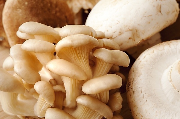 포토 JPG 해외이미지 음식 재료 요리 동양인 사람없음 여러개 버섯 신선 다발 날것 해외202309 해외포토 다수 인종 파일형식