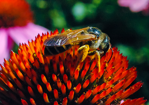 포토 JPG 해외이미지 야생동물 곤충 절지류 자연 사람없음 해외202309 해외포토 동물 생태계 파일형식