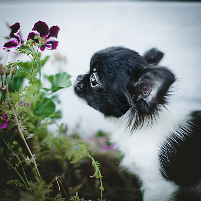 포토 JPG 해외이미지 동물 1 공원 꽃 야생동물 백그라운드 포유류 생물 앉기 사람없음 야외 초록색 반려동물 컬러풀 장난감 뷰티 카메라 귀여움 봄 개 달콤 강아지 작음 호기심 싱글 치와와 송곳니 기르기 혼자 순혈 해외202309 해외포토 식물 계절 공공시설 감정 컬러 컨셉 모션 전자제품 맛 치아 크기 돌봄 파일형식