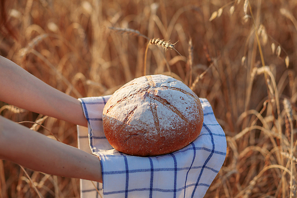 포토 JPG 해외이미지 전통 손 배너 음식 빵 백그라운드 컨셉 밭 건강 옥수수 요리 씨앗 사람없음 농작물 태양 농장 농경지 갈색 노란색 식사 빵집 수확 껍질 시골 신선 황금 아침식사 낟알 시리얼 밀 굽기 먹기 냅킨 귀 밀가루 덩어리 내추럴 프랑스어 숙성 핸드메이드 호밀 귀리 해외202309 해외포토 자연요소 식물 문자 컬러 농업 모션 곡류 신체부위 상점 가루 구이 파일형식