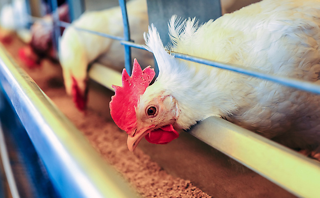 포토 JPG 해외이미지 동물 1 남자 산업 음식 백그라운드 농업 날개 비즈니스 자연 조류 병아리 육류 서기 사람없음 옆모습 빨간색 뷰티 농장 머리 치킨 가축 장비 흰색 시골 닫기 먹이 깃털 묘사 부리 새장 목 수탉 계산서 외양간 밭일 암탉 해외202309 해외포토 뷰포인트 컬러 식재료 모션 사람 신체부위 닭 암컷 수컷 생태계 닭고기요리 케이지 파일형식