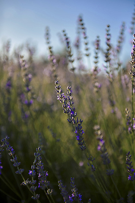 포토 JPG 해외이미지 잎 꽃밭 사람없음 보라색 분위기 허브 라벤더 해외202309 해외포토 식물 꽃 컬러 컨셉 파일형식