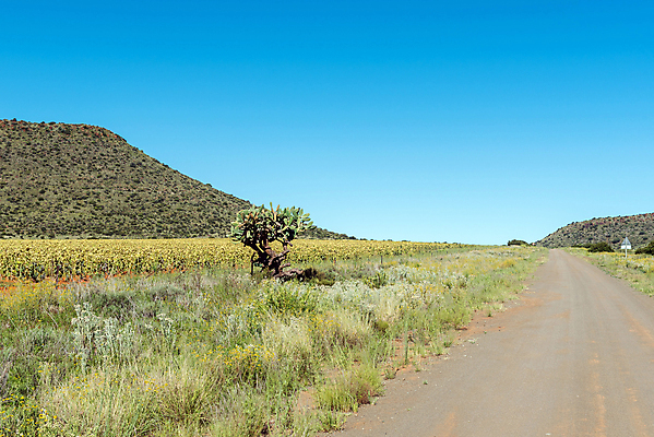 포토 JPG 해외이미지 밭 농업 아프리카 자연 해바라기 풍경 사람없음 여름 햇빛 농장 맑음 시골 언덕 남아프리카 흙길 해외202309 해외포토 계절 꽃 나라 산업 길 날씨 태양 흙 생태계 파일형식