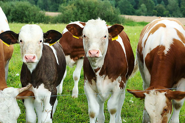 포토 JPG 해외이미지 동물 응시 산업 얼굴 2 밭 농업 비즈니스 포유류 자연 육류 서기 사람없음 야외 초록색 농장 농경지 갈색 머리 귀여움 가축 목장 소고기 우유 흰색 시골 그룹 소 군중 코 송아지 기르기 밭일 해외202309 해외포토 시선 새끼 컬러 컨셉 식재료 모션 유제품 사람 신체부위 생태계 돌봄 파일형식
