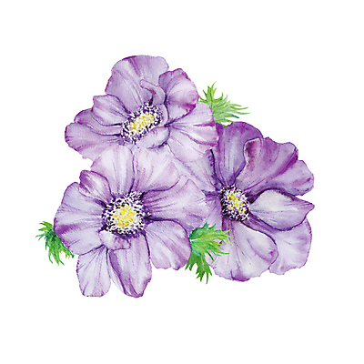 JPG 해외이미지 잎 일러스트 사람없음 장식 보라색 우아함 아네모네 엘리먼트 해외202309 해외일러스트 식물 꽃 컬러 컨셉 파일형식