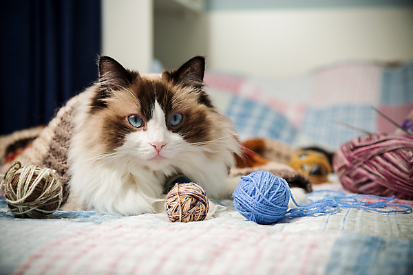 포토 JPG 해외이미지 한마리 놀이 따뜻함 사람없음 고양이 침대 뜨개질 털실 공예 실타래 뜨개도구 해외202309 해외포토 1 가구 포유류 취미 반려동물 도구 실 파일형식