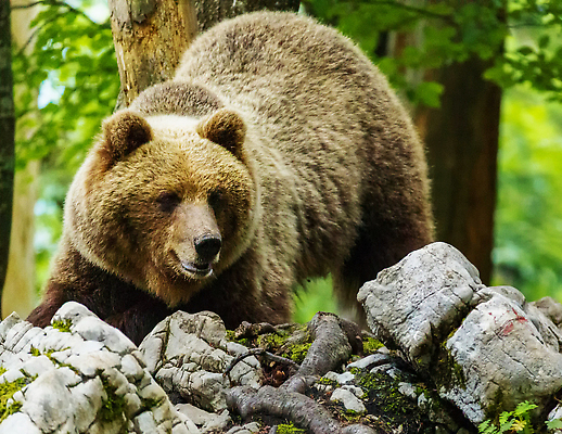 포토 JPG 해외이미지 나무 한마리 야생동물 곰 자연 사람없음 야외 돌_바위 숲 해외202309 해외포토 식물 동물 1 포유류 생태계 파일형식