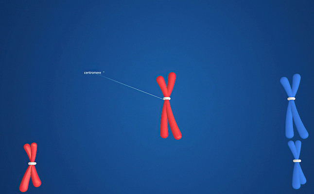 포토 JPG 해외이미지 세포 사람없음 계란 DNA 생물학 미생물 염색체 봉 방법 해외202309 해외포토 교육 생물 알 생명공학 파일형식