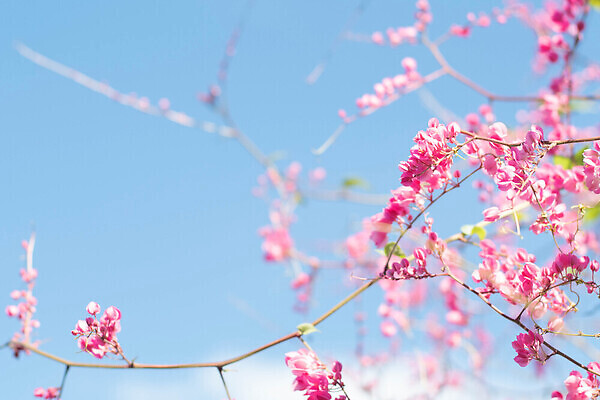 포토 JPG 해외이미지 식물 배너 계절 꽃잎 꽃 줄기 분홍색 백그라운드 겨울 꽃무늬 밭 자연 하늘 발렌타인데이 동양인 사람없음 야외 파란색 컬러풀 햇빛 뷰티 환경 정원 일본 맑음 봄 낭만 들꽃 벚꽃 나뭇가지 신선 개화 데이지 장면 내추럴 블러 해외202309 해외포토 나무 아시아 컬러 컨셉 무늬 농업 데이이벤트 날씨 인종 태양 생태계 파일형식
