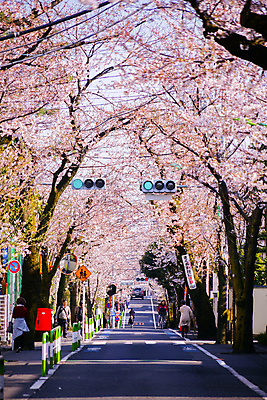 포토 JPG 해외이미지 도로 자동차 자전거 봄 전선 벚꽃 표지판 벚나무 도쿄 군중 신호등 해외202309 해외포토 나무 계절 꽃 길 육상교통 교통시설 알림판 사람 일본 바이크 파일형식