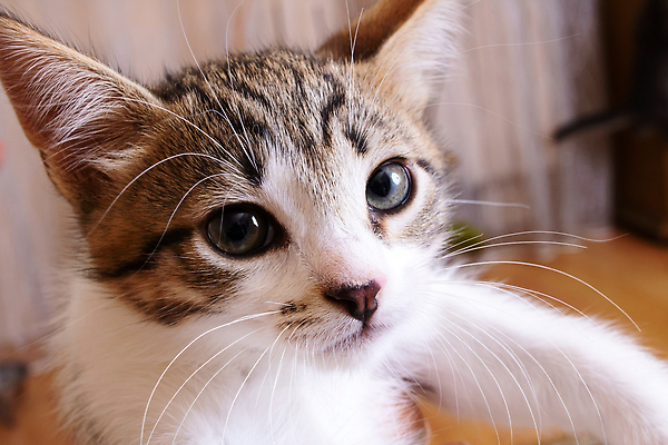 포토 JPG 해외이미지 동물 행복 얼굴 백그라운드 포유류 휴식 수염 거리 주택 털 사람없음 반려동물 뷰티 농장 머리 고양이 침실 회색 흰색 침대 아기 잠 작음 담요 땅 모피 그리스 호기심 부드러움 얼룩무늬 솜털 거짓말 관심 해외202309 해외포토 감정 유럽 컬러 가구 컨셉 무늬 농업 사람 건물 신체부위 감각 크기 파일형식