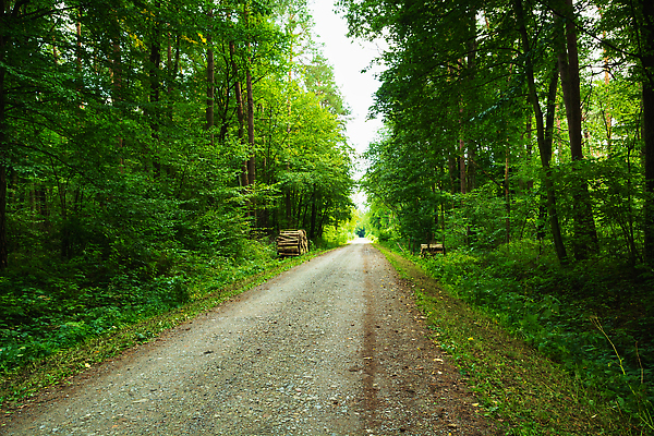 포토 JPG 해외이미지 나무 공원 도로 길 여행 백그라운드 낙엽 잎 교통시설 자국 자연 사람없음 야외 목재 초록색 뷰티 환경 시골 신선 황무지 숲 오솔길 먼지 폴란드 내추럴 방법 삼림지대 직진 비어있는 해외202309 해외포토 식물 공공시설 유럽 컬러 교통 재료 시설 생태계 파일형식