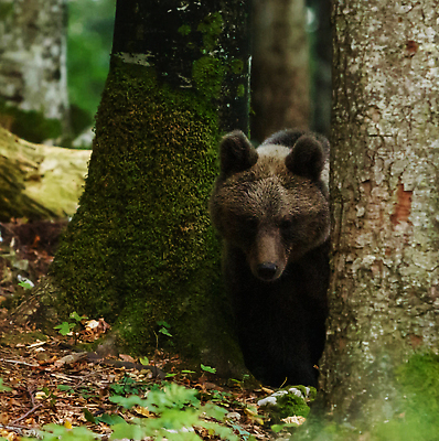 포토 JPG 해외이미지 나무 한마리 야생동물 곰 자연 사람없음 야외 숲 해외202309 해외포토 식물 동물 1 포유류 생태계 파일형식