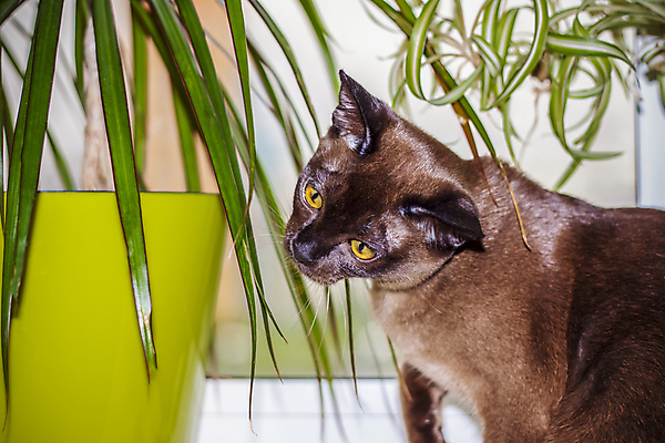 포토 JPG 해외이미지 동물 응시 주택 털 실내 앉기 사람없음 반려동물 뷰티 갈색 에너지 작음 큼 호기심 사냥 기르기 총구 버미즈 순혈 해외202309 해외포토 시선 감정 컬러 컨셉 모션 내부 건물 고양이 크기 돌봄 파일형식